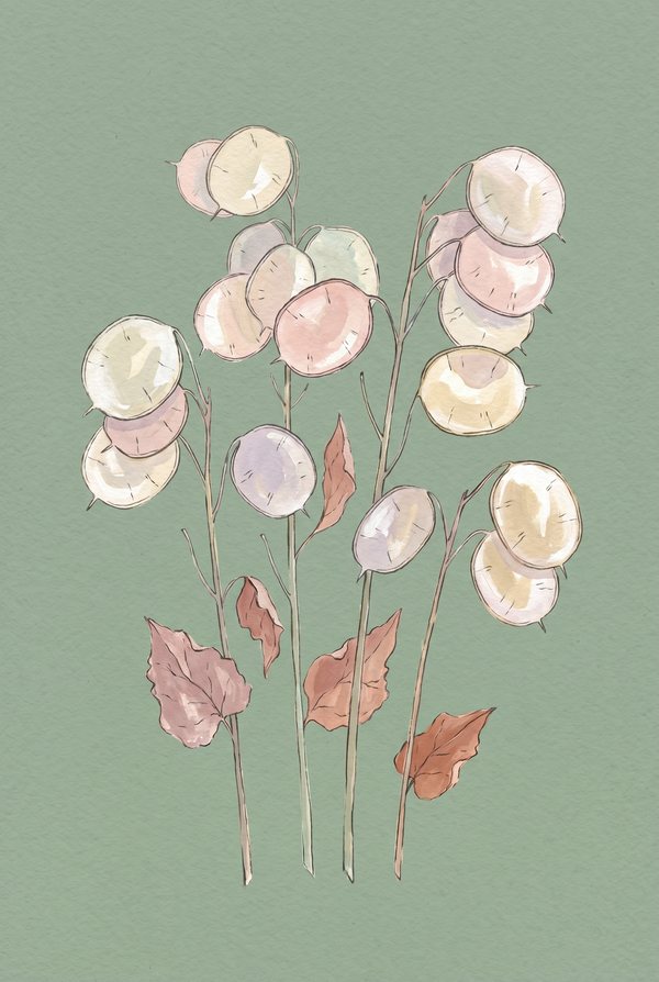 Translucent honesty seedpods on fine stems against a soft green background